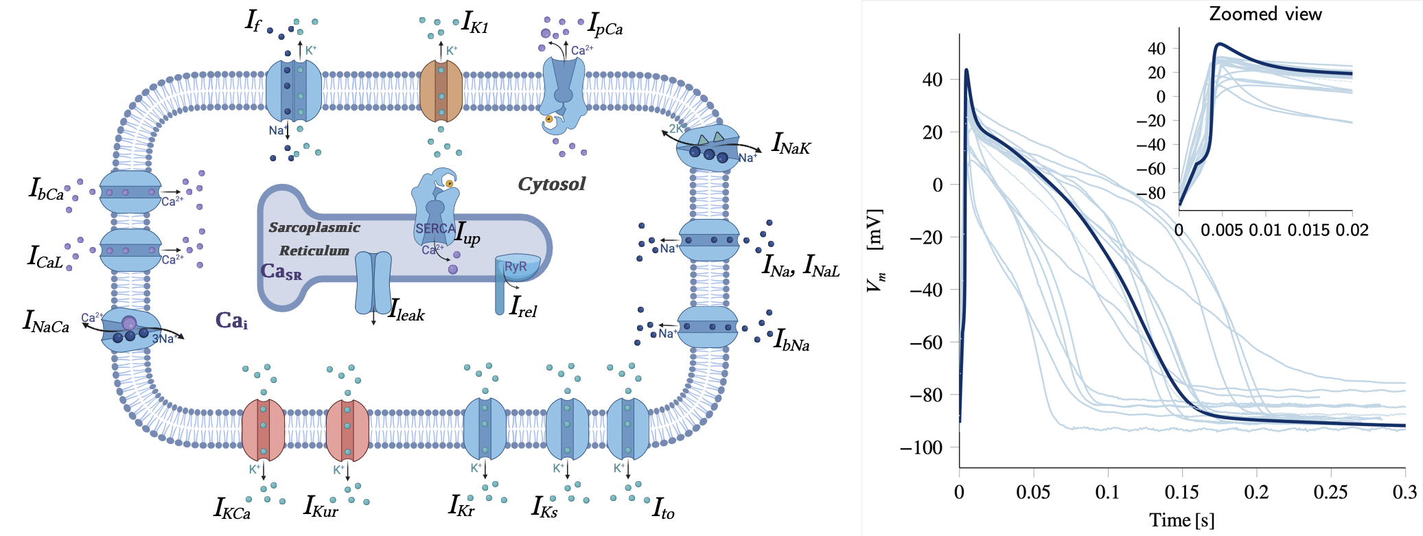Ionic models for hiPSC-CMs