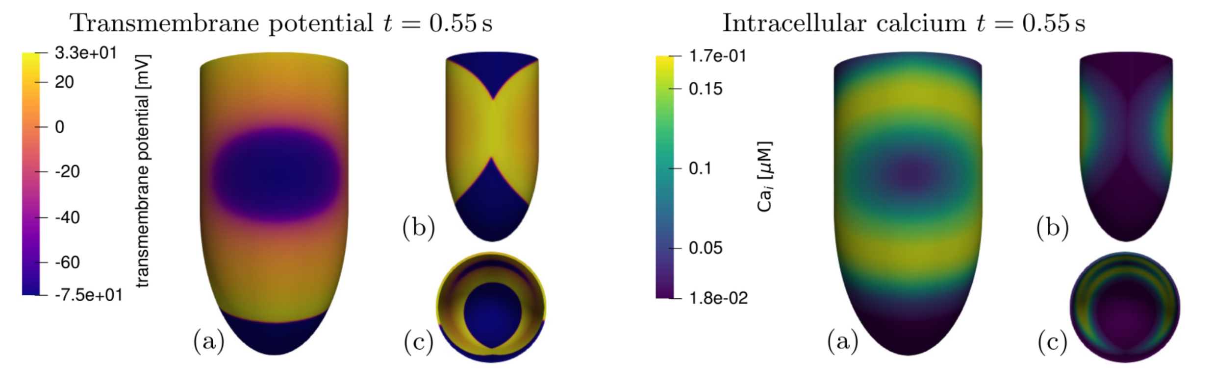 Engineered heart tissue modeling